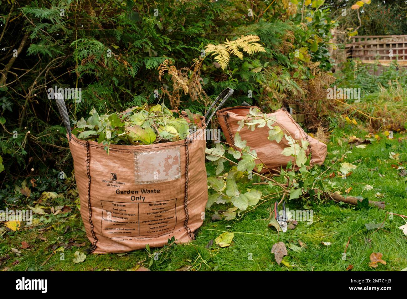 Hedge clippings bagged up ready for recycling in Monmouthshire, Wales. Stock Photo