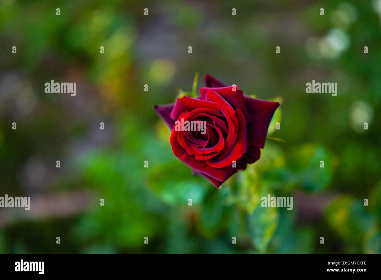 beautiful rosebuds bloom in our garden and are pleasing to the eye