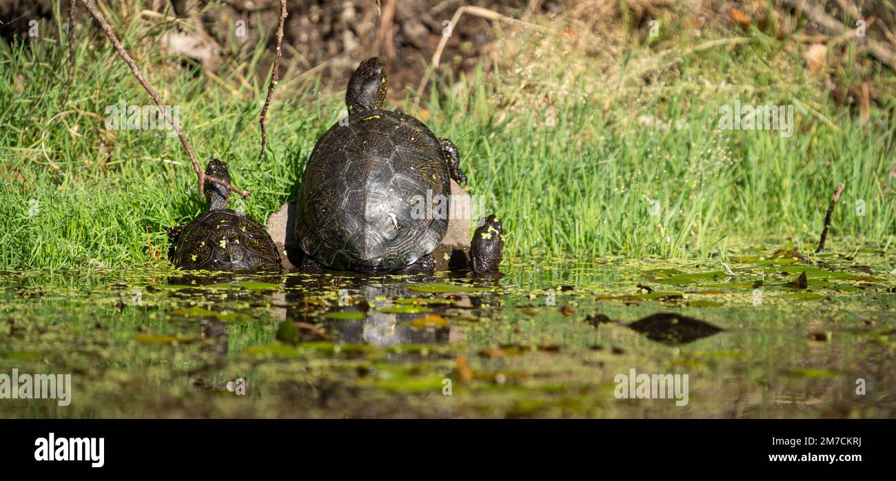 Turtles group sunbathing on river shore Stock Photo