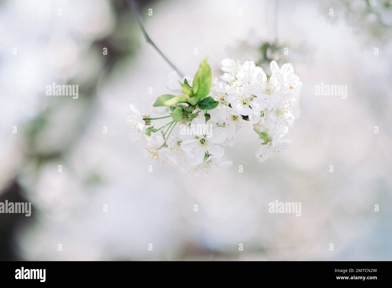 Beautiful pink spring magnolia flowers on a tree branch isolated on ...