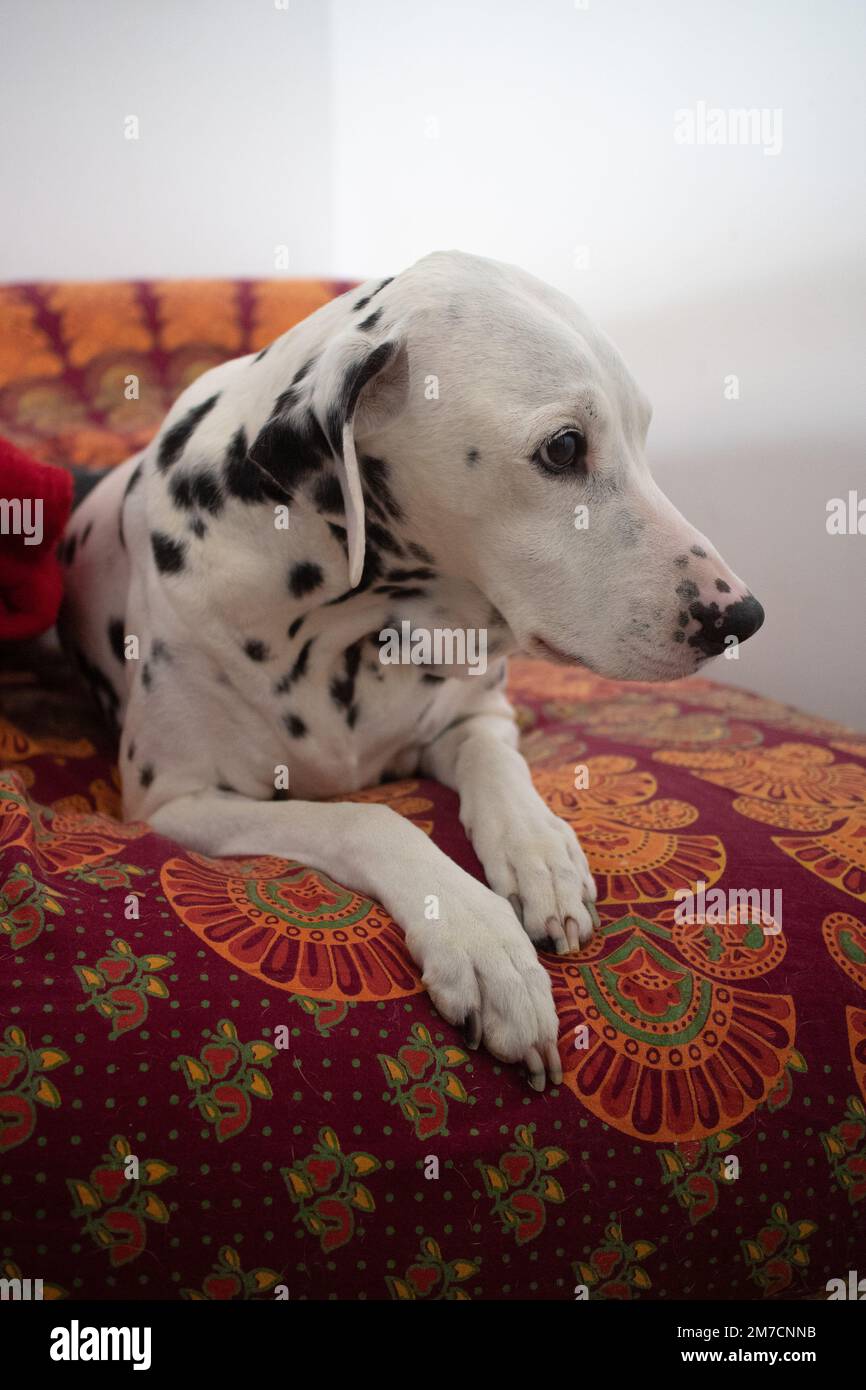 A dalmatian dog laying on the soft bed Stock Photo Alamy