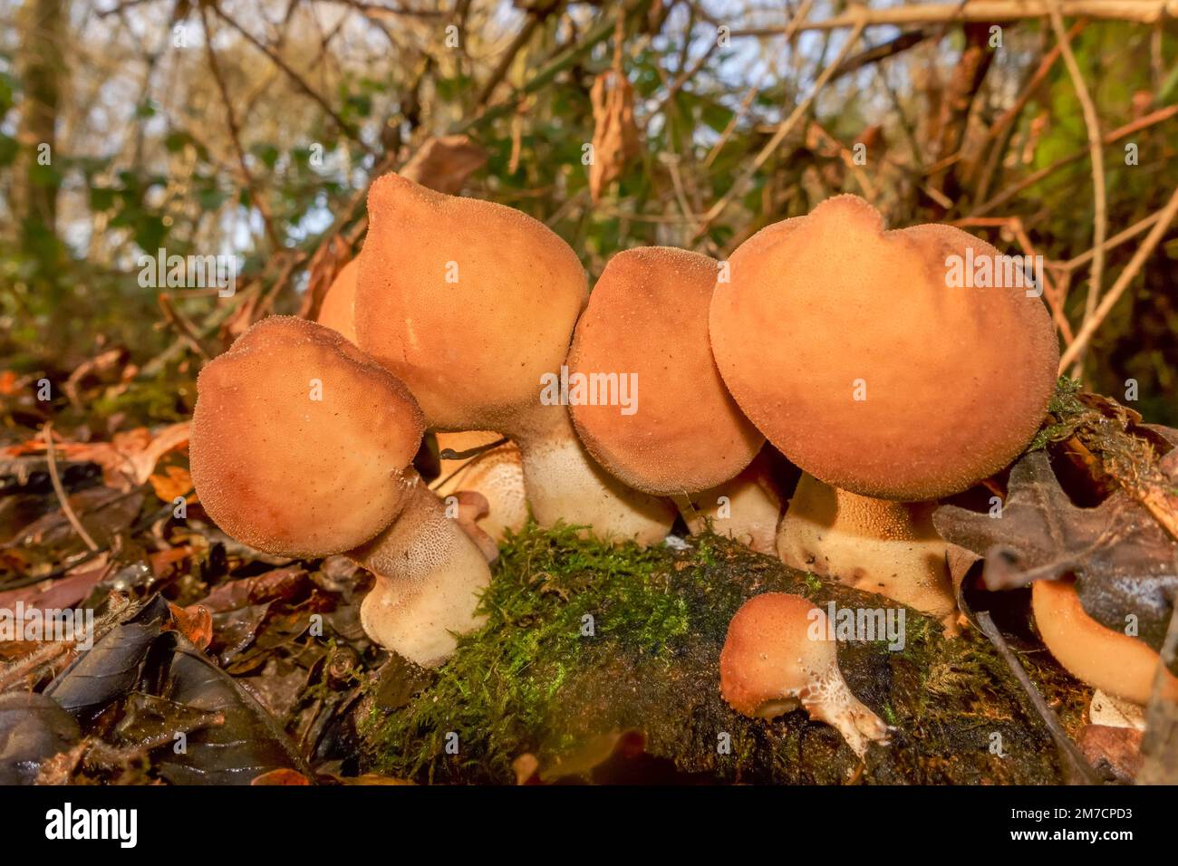 Stump puffball (Lycoperdon pyriforme) Apioperdon growing on a nature reserve in the Herefordshire UK countryside. December 2022 Stock Photo