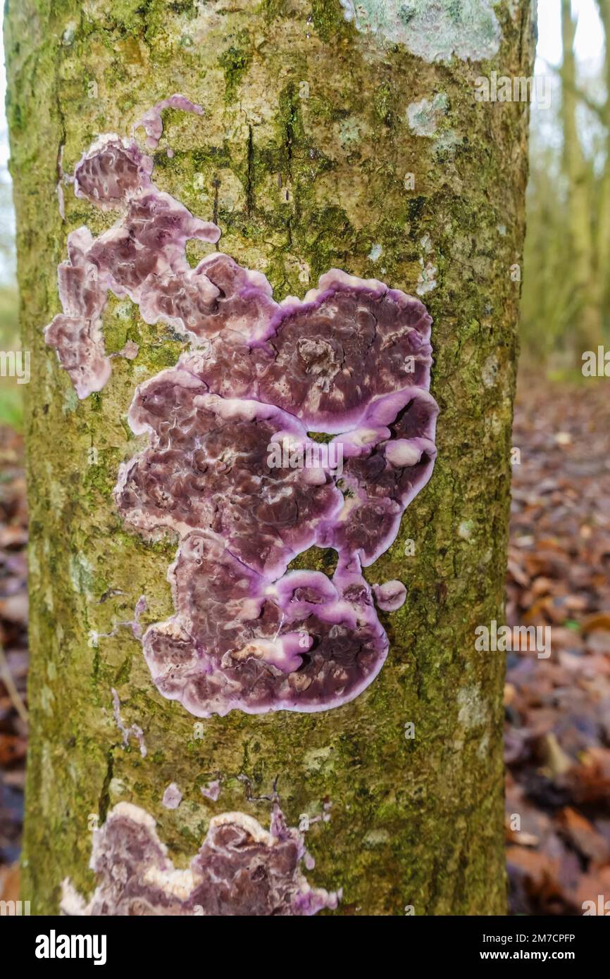 Silverleaf Fungus(Chondrostereum purpureum) on a living tree, on a nature reserve in the Herefordshire UK countryside. December 2022 Stock Photo