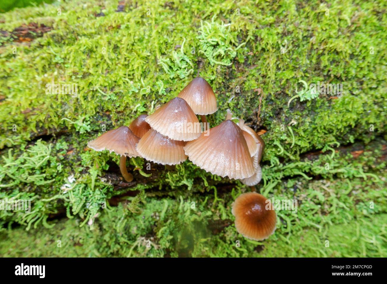 Clustered bonnet (Mycena inclinata) growing on decaying moss covered tree stump. Herefordshire England UK. December 2022 Stock Photo