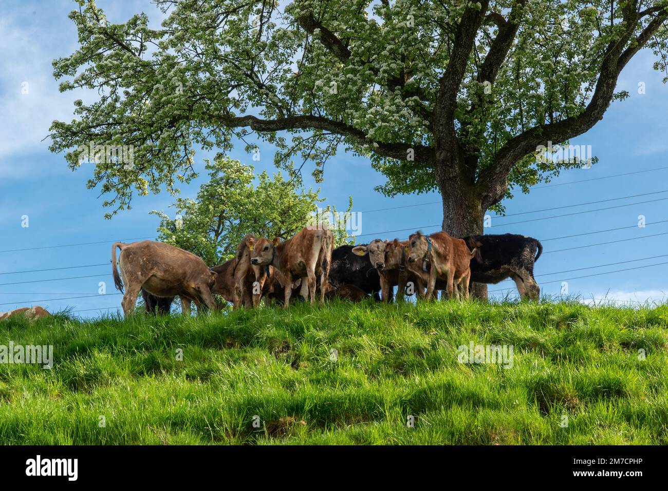 A herd of cattle standing on top of a lush green hillside Stock Photo ...