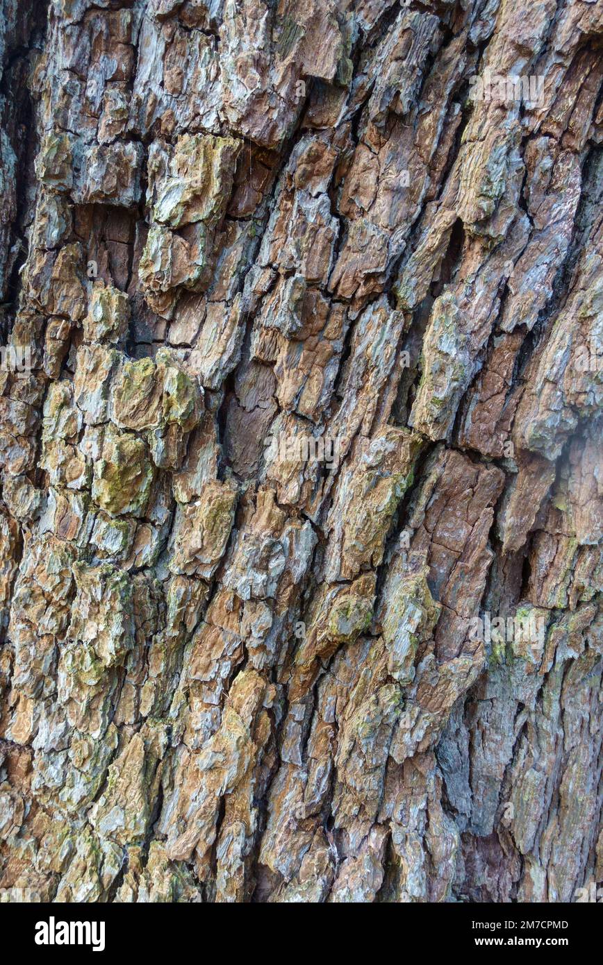 Ancient pear tree, textured bark, on a nature reserve in the Herefordshire UK countryside. December 2022 Stock Photo