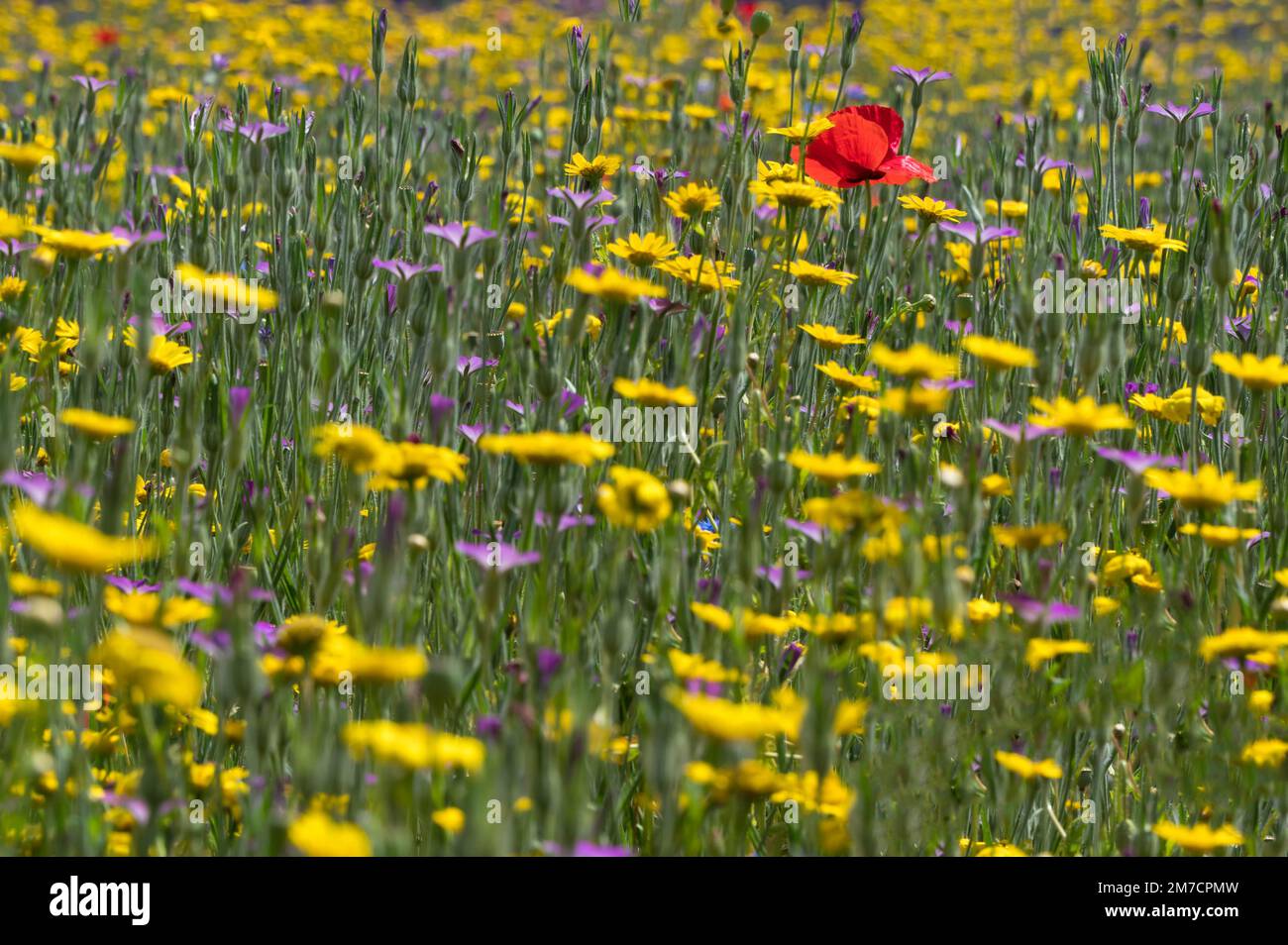 Poppy and Corn marigolds in a wildflower meadow in the Worcestershire UK countryside. July 2022 Stock Photo