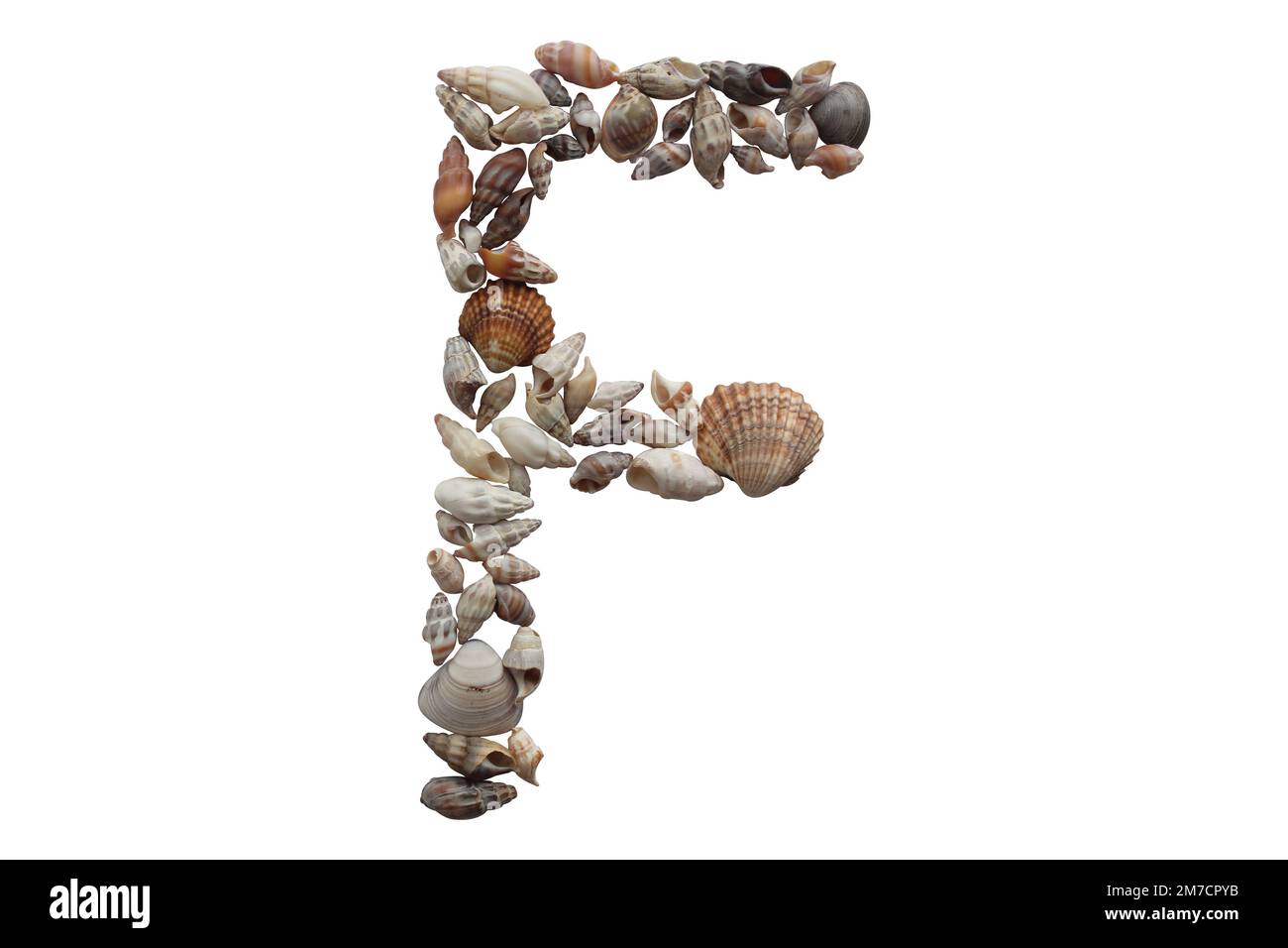 Letter F made with sea shell isolated on white background. Summer concept idea. Stock Photo