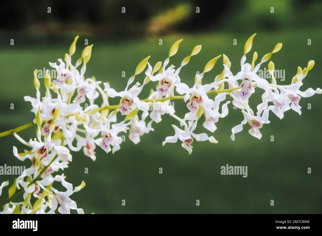 White Antelope Dendrobium orchid flower in garden. Stock Photo