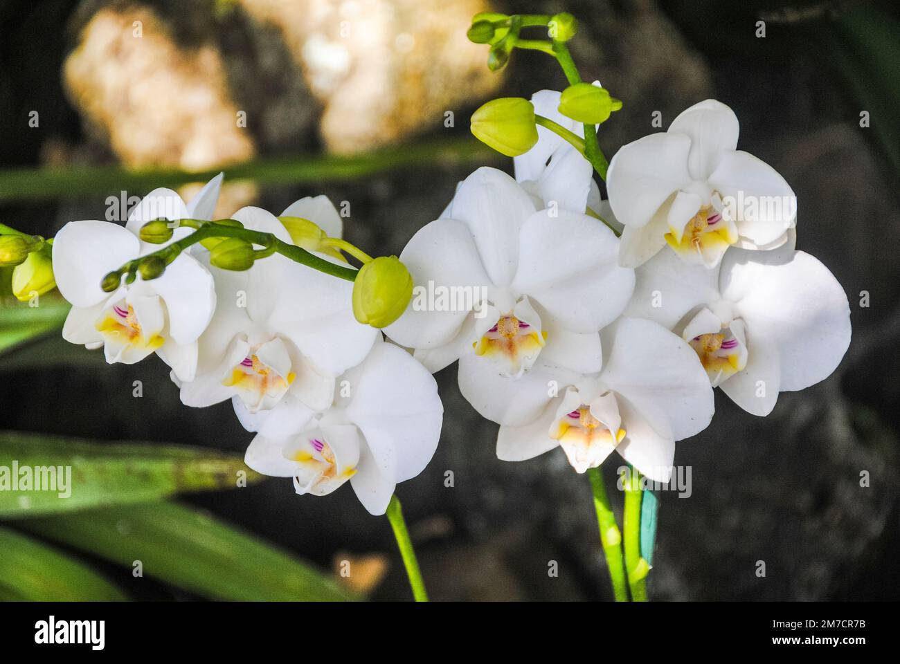 White orchid flower in garden. Phalaenopsis orchid. Stock Photo