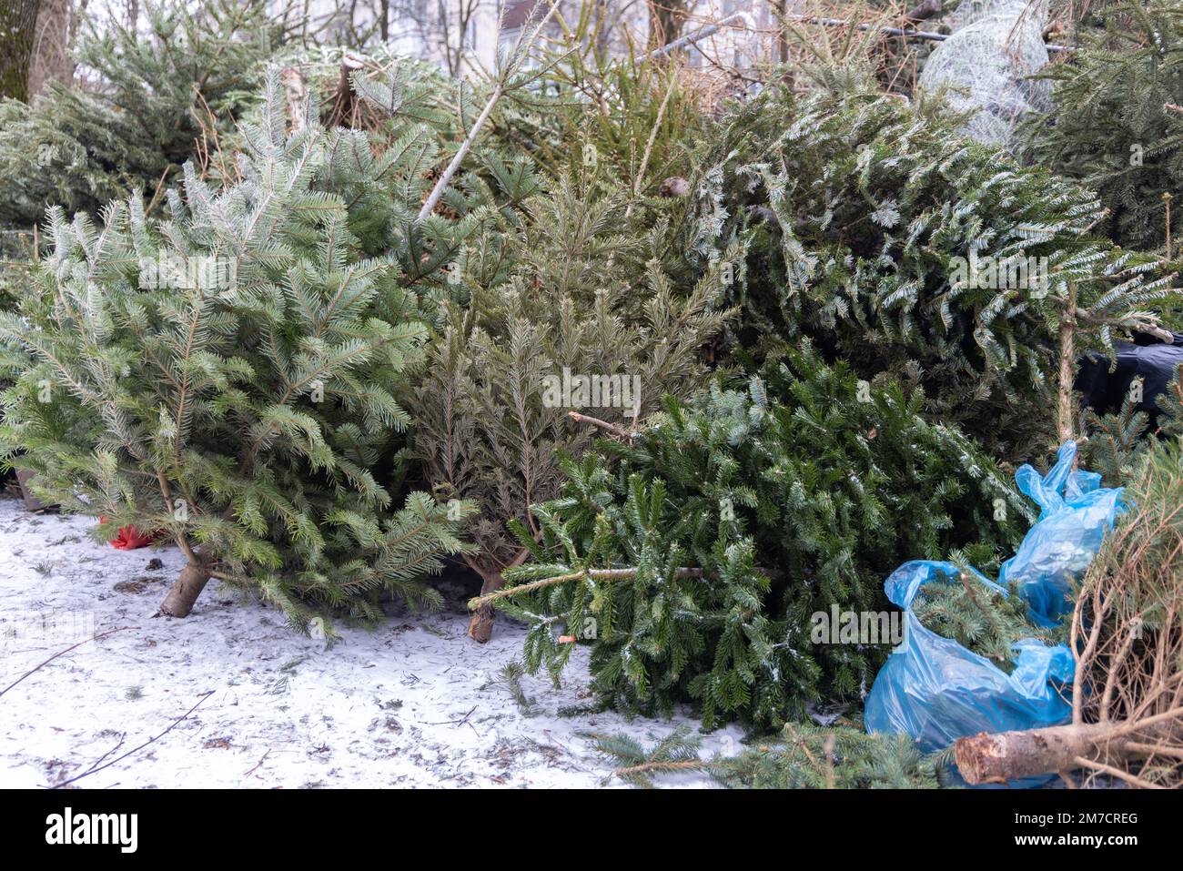 Huge pile of Christmas trees thrown out after Christmas and new year