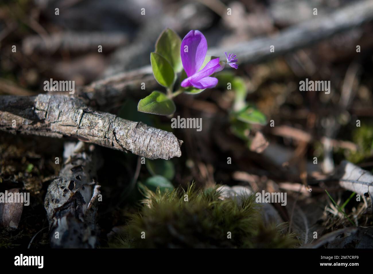 Fringed Polygala growing at the edges of the woods near a house in Upstate New York Stock Photo
