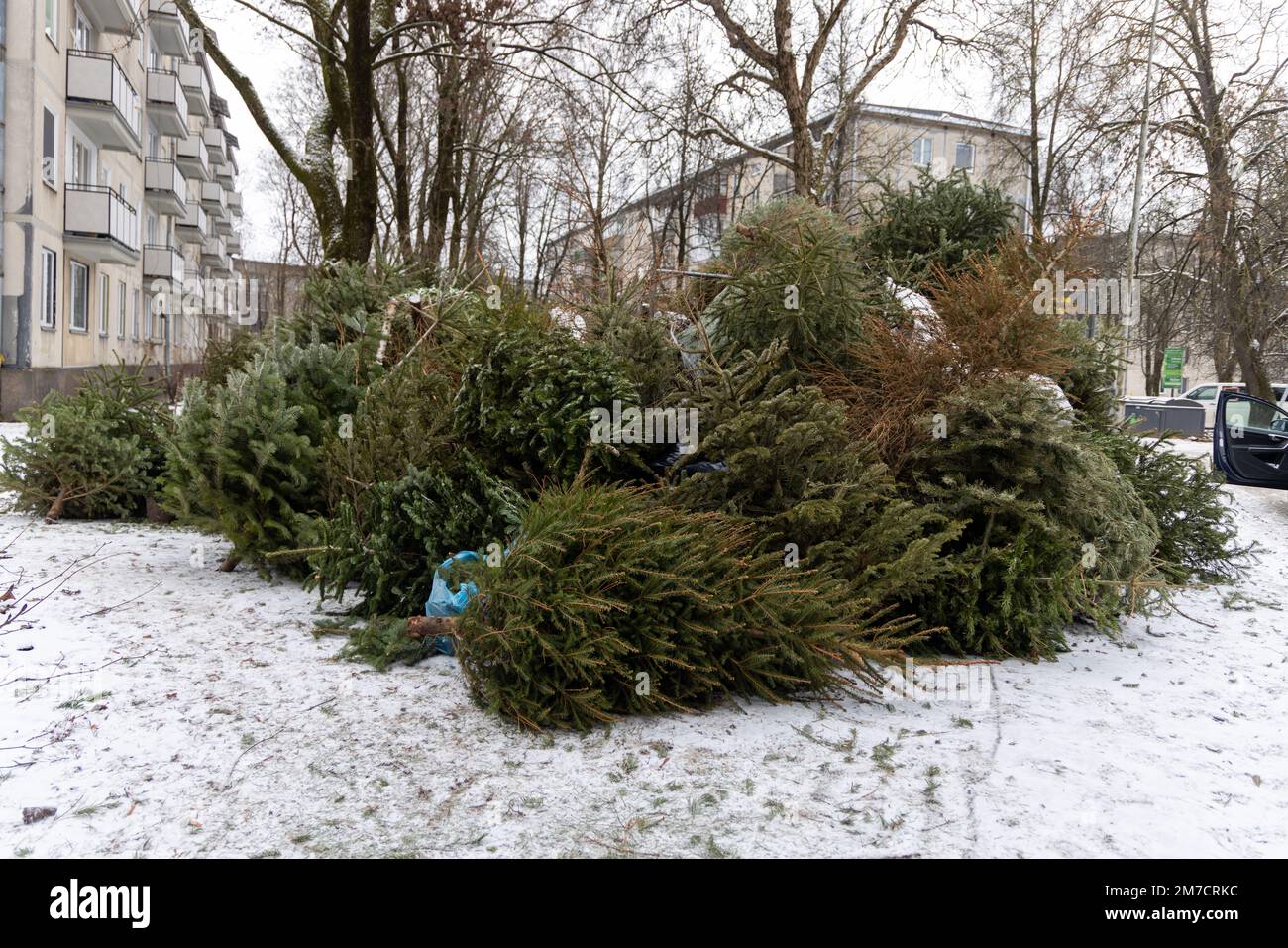 Huge pile of Christmas trees thrown out after Christmas and new year