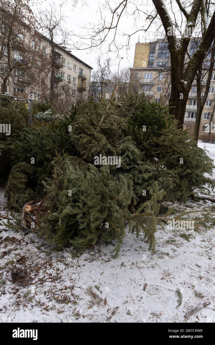 Huge pile of Christmas trees thrown out after Christmas and new year celebration. Damage for the nature and ecology, global warming and consumerism is Stock Photo