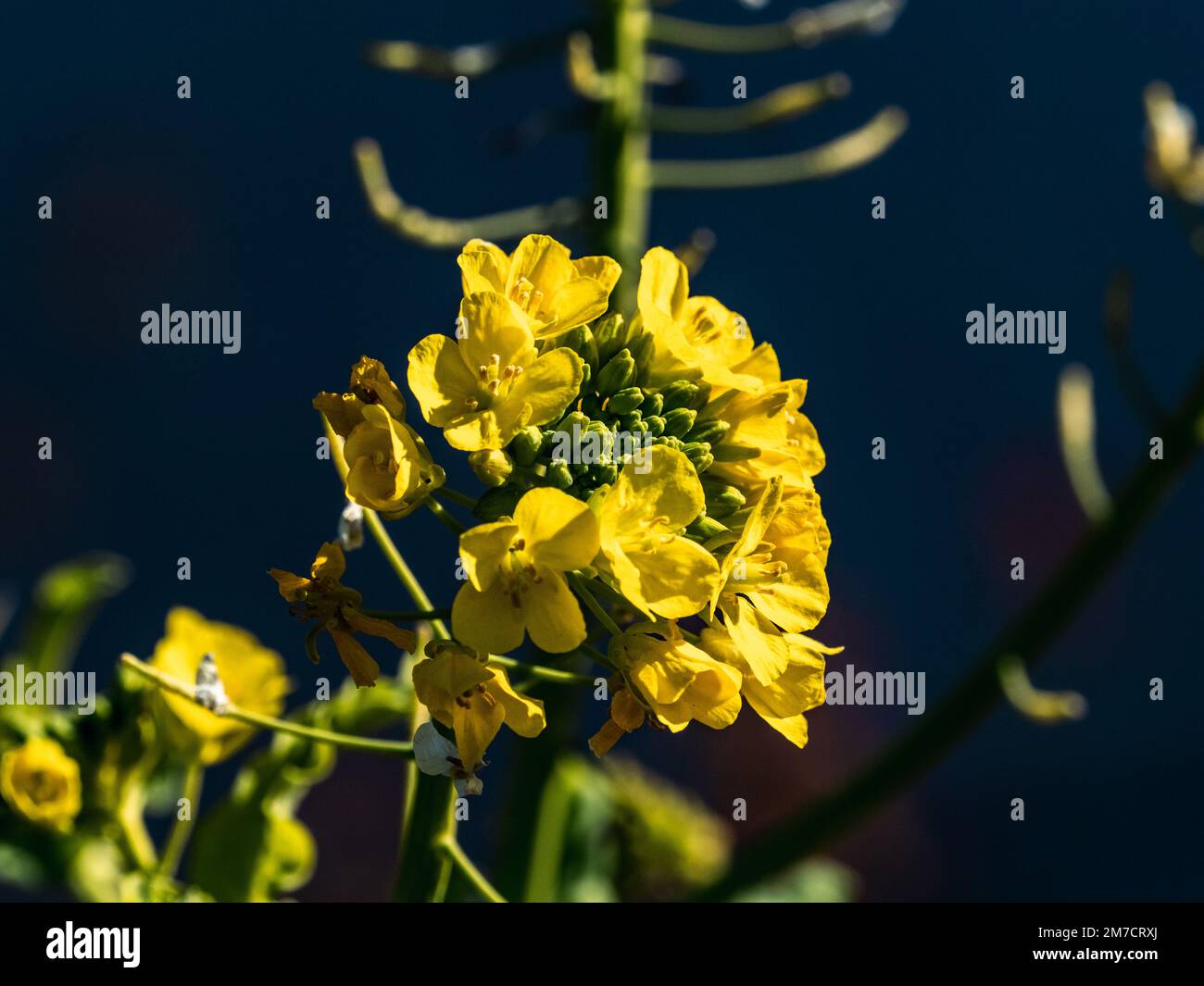 A close-up shot of wild field mustard flowers, brassica rapa, in bloom in an area of farms near Yokohama, Japan. Stock Photo