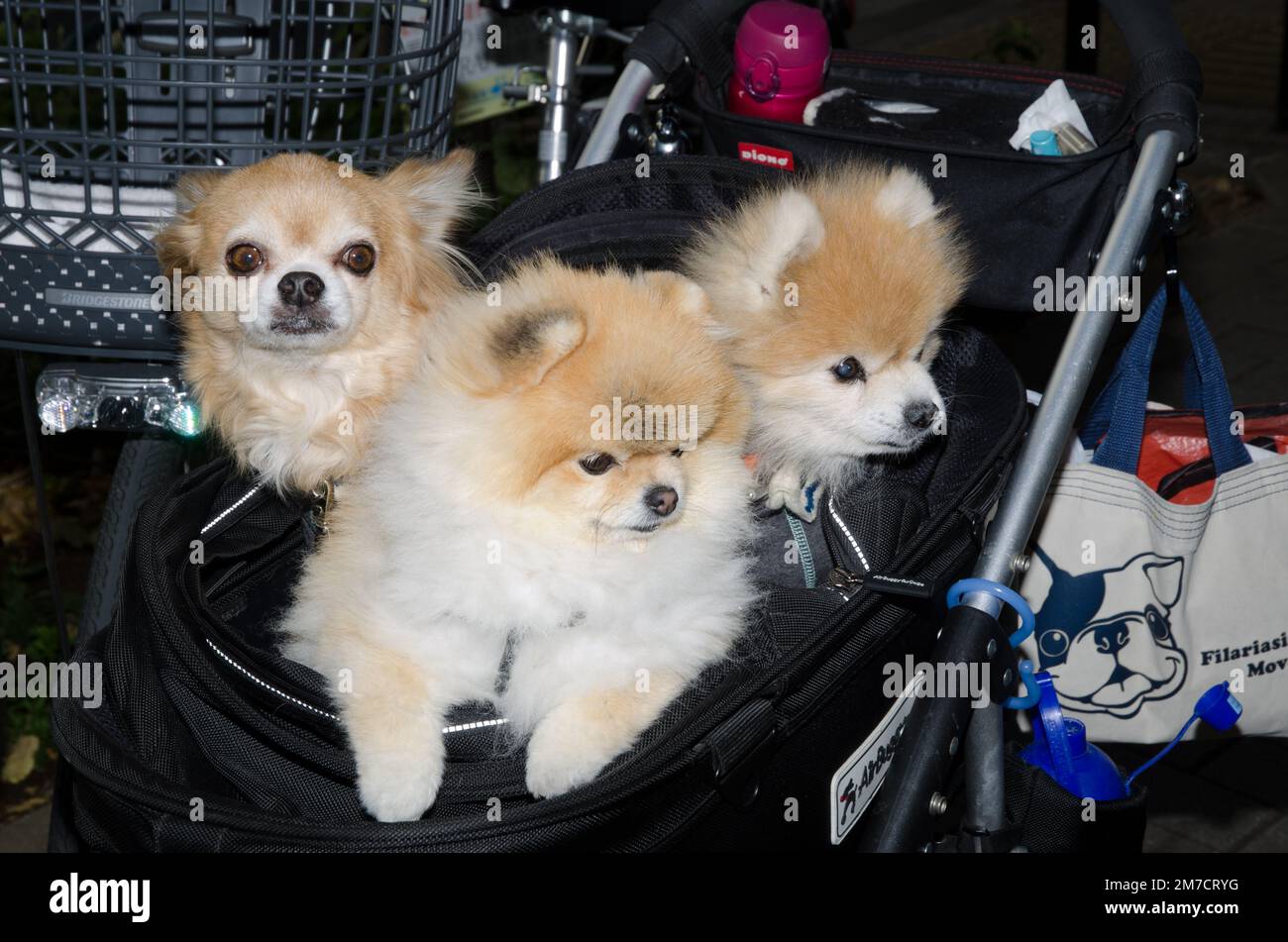 Ginza, December 14, 2017: Dogs in a baby buggy. Puppies of Akita breed in the center and to the right. Ginza. Tokyo. Japan. Stock Photo