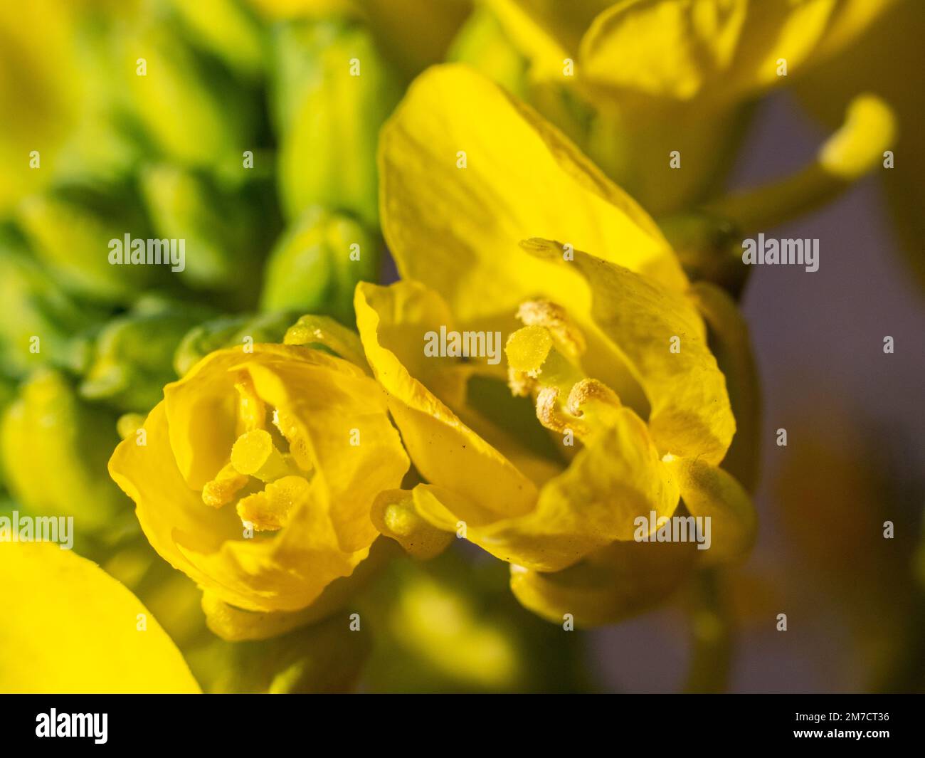 A close-up macro shot of wild field mustard flowers, brassica rapa, in bloom in an area of farms near Yokohama, Japan. Stock Photo