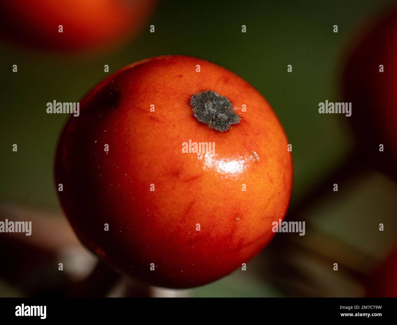 Extreme macro photos of small red kurogane holly berries, Ilex rotunda