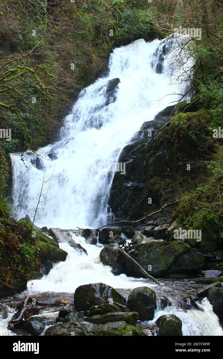 Torc Waterfall after heavy winter rains (Killarney National Park, County Kerry, Ireland). Overflowing waterfall in the forest background nature scene Stock Photo