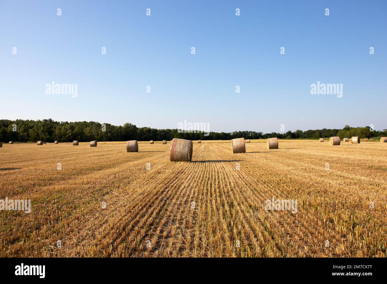 Wheat field landscape with bales of straw Stock Photo - Alamy