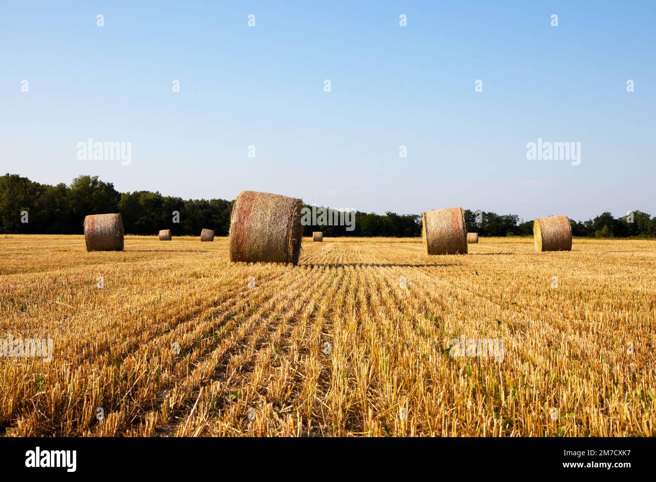 Wheat field landscape with bales of straw Stock Photo - Alamy