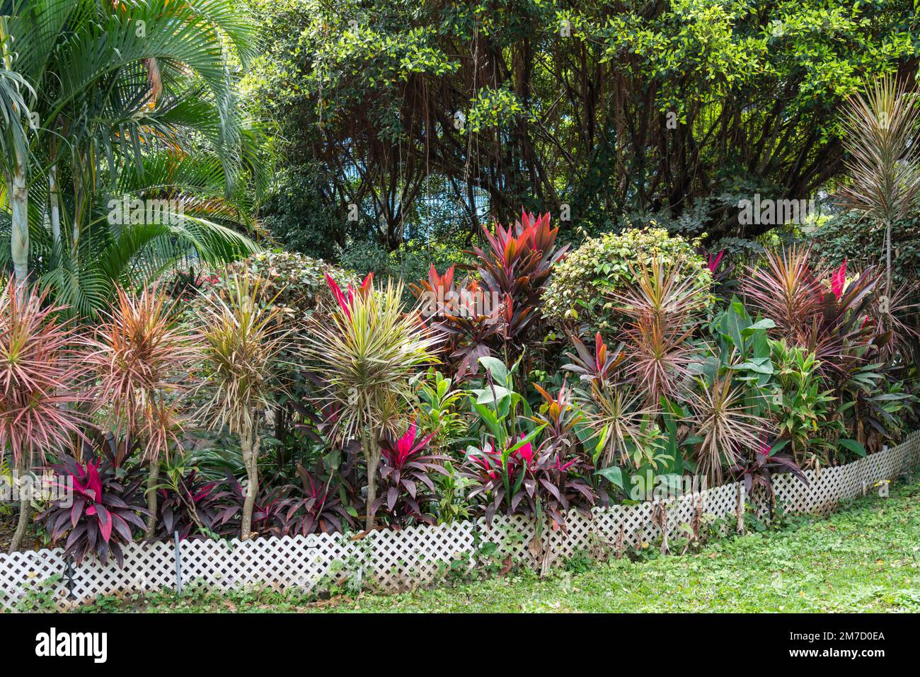 Tropical garden with palms and cordylines on Hong Kong Island in Asia Stock Photo