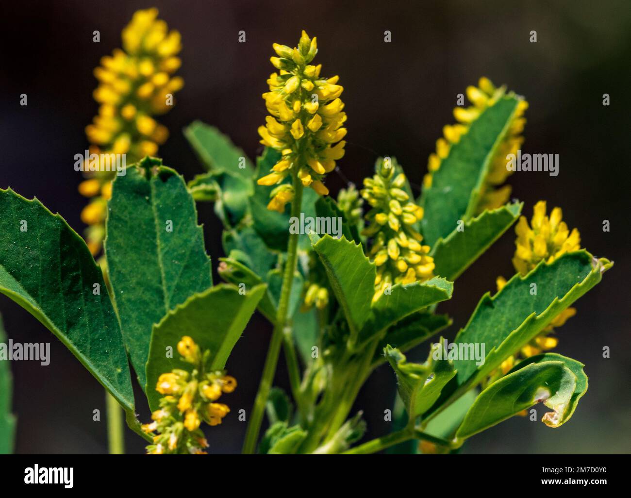 Melilotus indicus, Small Melilot Plant in Flower Stock Photo