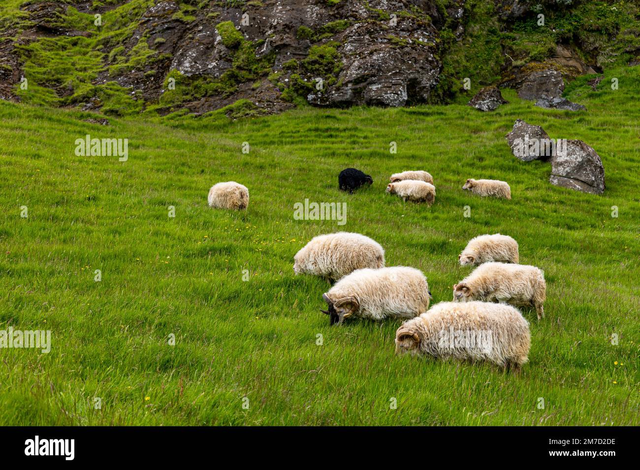 Sheep grazing in the Icelandic landscape Stock Photo