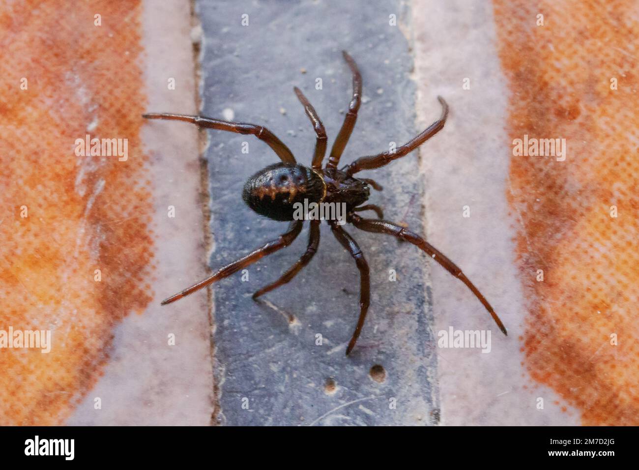 Steatoda paykulliana, Mediterranean False Black Widow Spider Stock Photo
