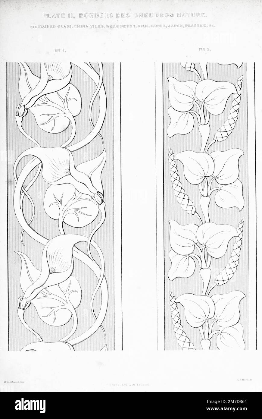 Two Borders designed from nature : No. 1, a species of birthwort, curious for the long tail with which the petal of the corolla terminates; No. 2, a species of pepper, very curious for the knotty joints upon wdiich the branches and the leaves arise; it in fact grows exactly as drawn. Both the borders are calculated for stained-glass painting, china tiles, marquetry, silk, paper, japanning, plaster, and other objects from The practical cabinet maker & upholsterer's treasury of designs : house-furnishing & decorating assistant : in the Grecian, Italian, Renaissance, Louis-Quatorze, Gothic, Tudor Stock Photo