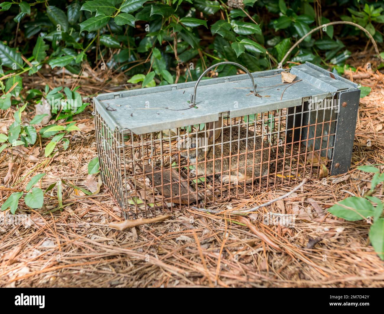Rabbit cage trap hires stock photography and images Alamy