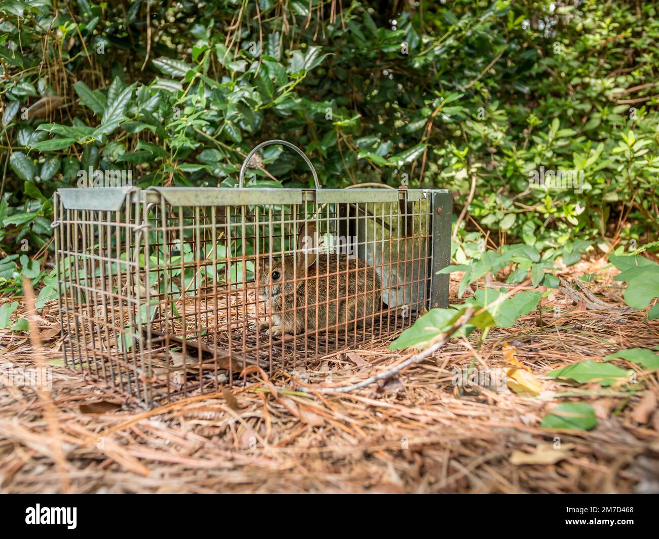 Rabbit in live humane trap. Pest and rodent removal cage. Catch and
