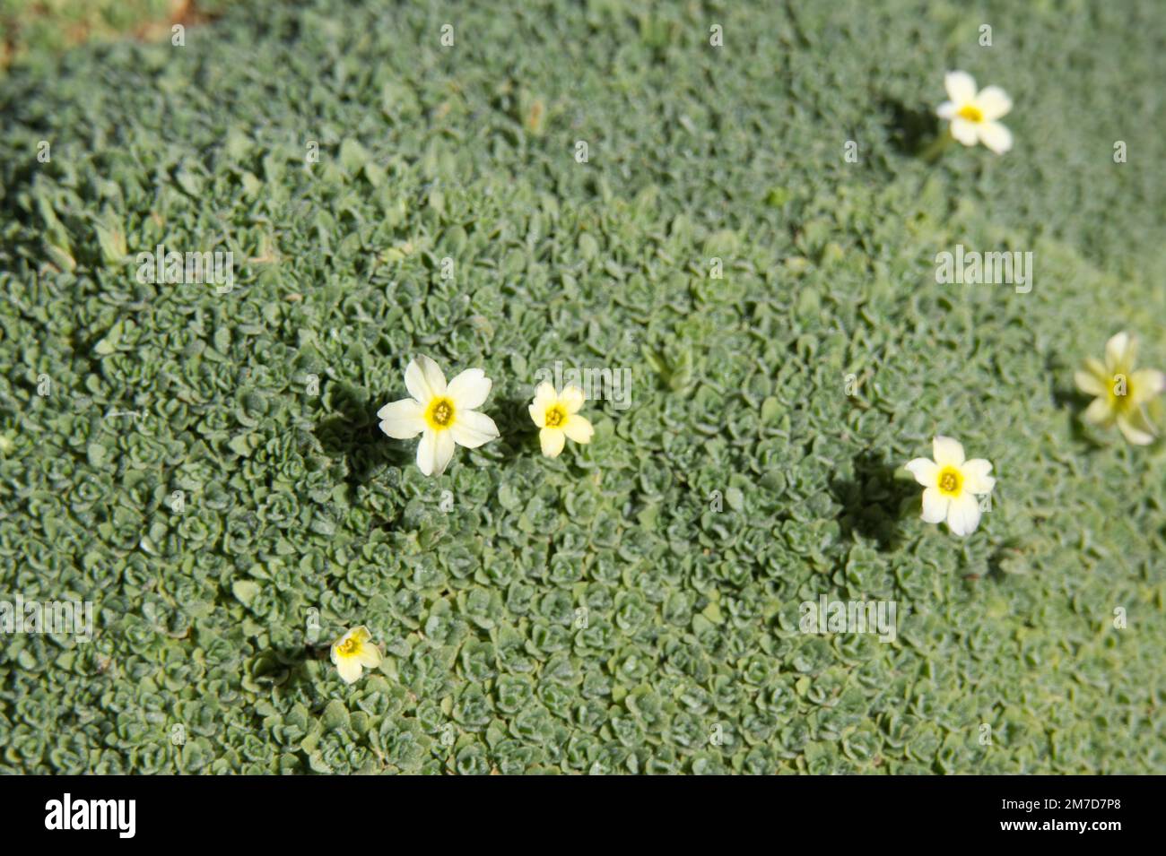 Autumn flowers of Dionysia cunflavax tapetodes Manika in UK glasshouse October Stock Photo