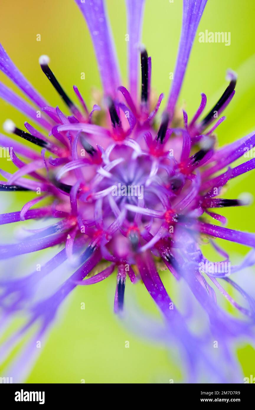 Artistic single line flower hi-res stock photography and images - Alamy