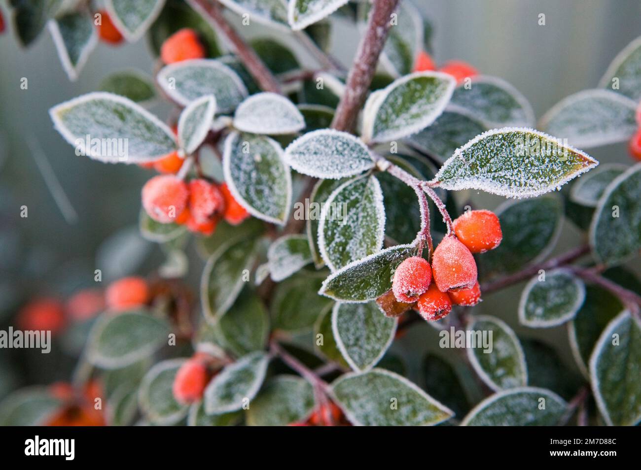 Detail of the plant Cotoneaster Lacteus showing red berries covered forst. Stock Photo