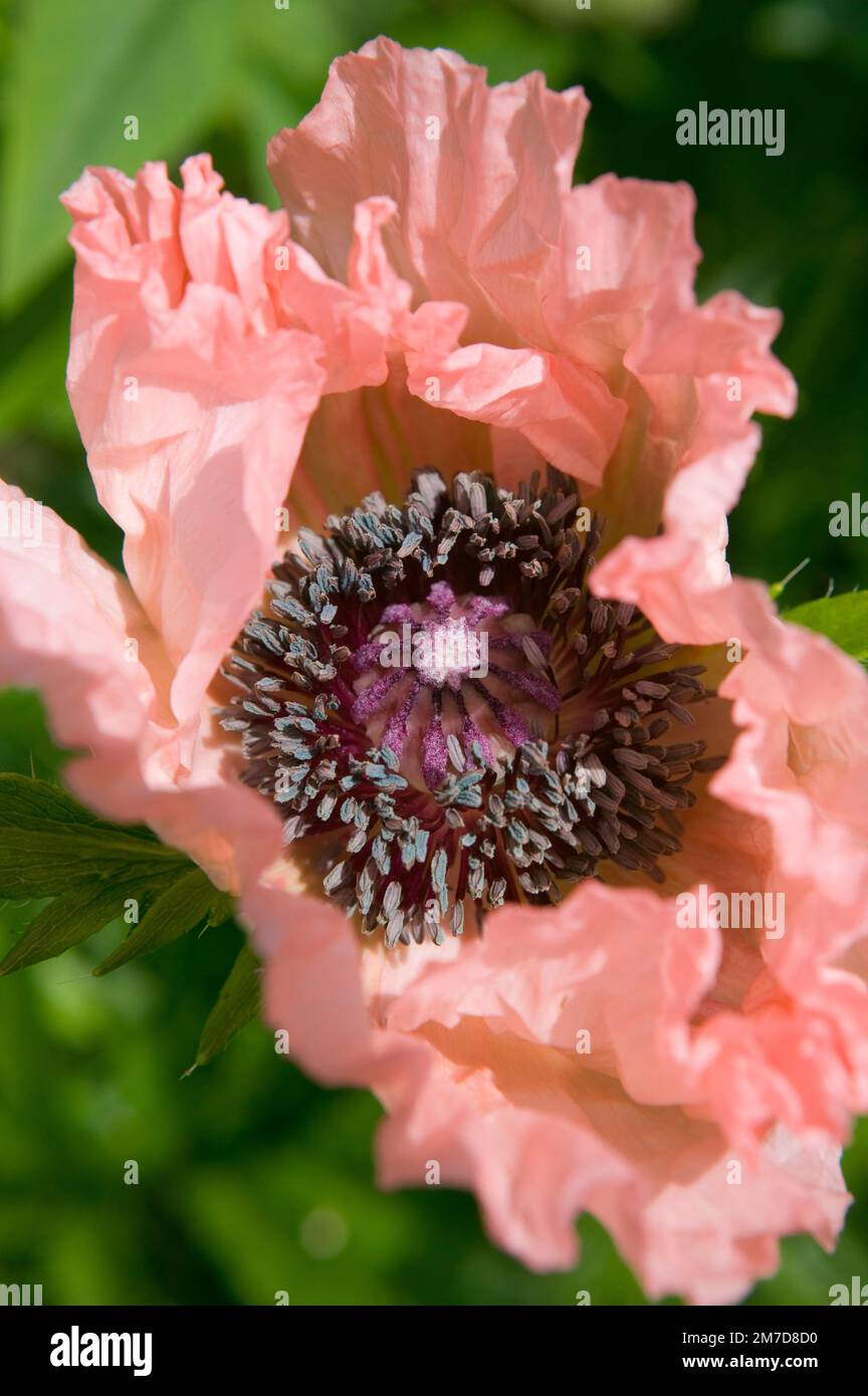 Detail an dclose up of the flowering head of the poppy, Papaver orientale 'Coral Reef' Stock Photo