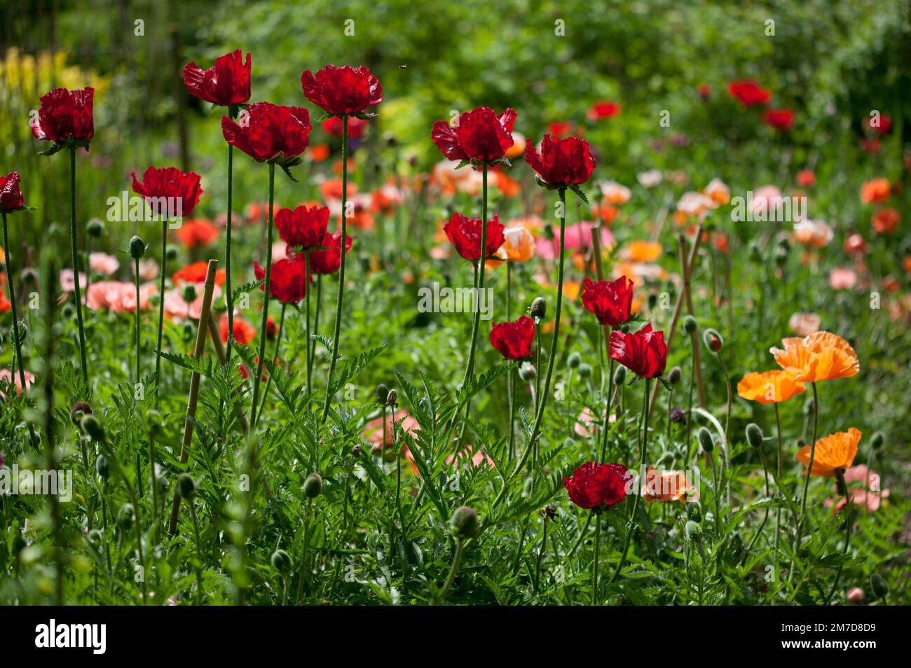 A clump of poppies, probably Papaver Orientale John lll and Papaver Orientale Beauty of Livermere. Stock Photo