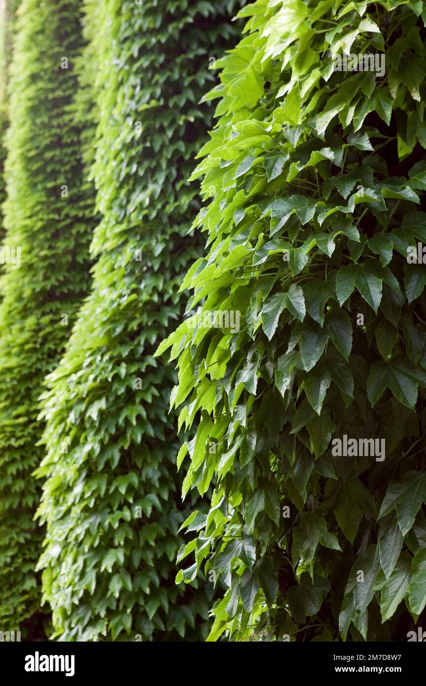 A mass of vine or creeper known as Parthenocissus tricuspidata or the
