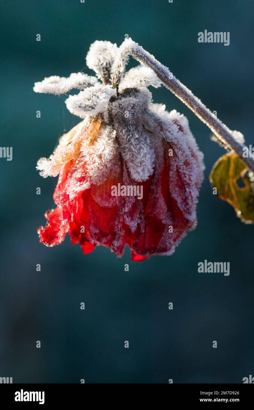 The head of a deep red rose covered in frost and virtually dead