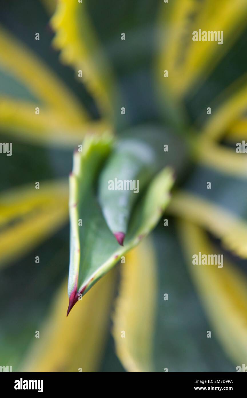 Close up of a variegated Agave plant with sharp spikes Stock Photo - Alamy