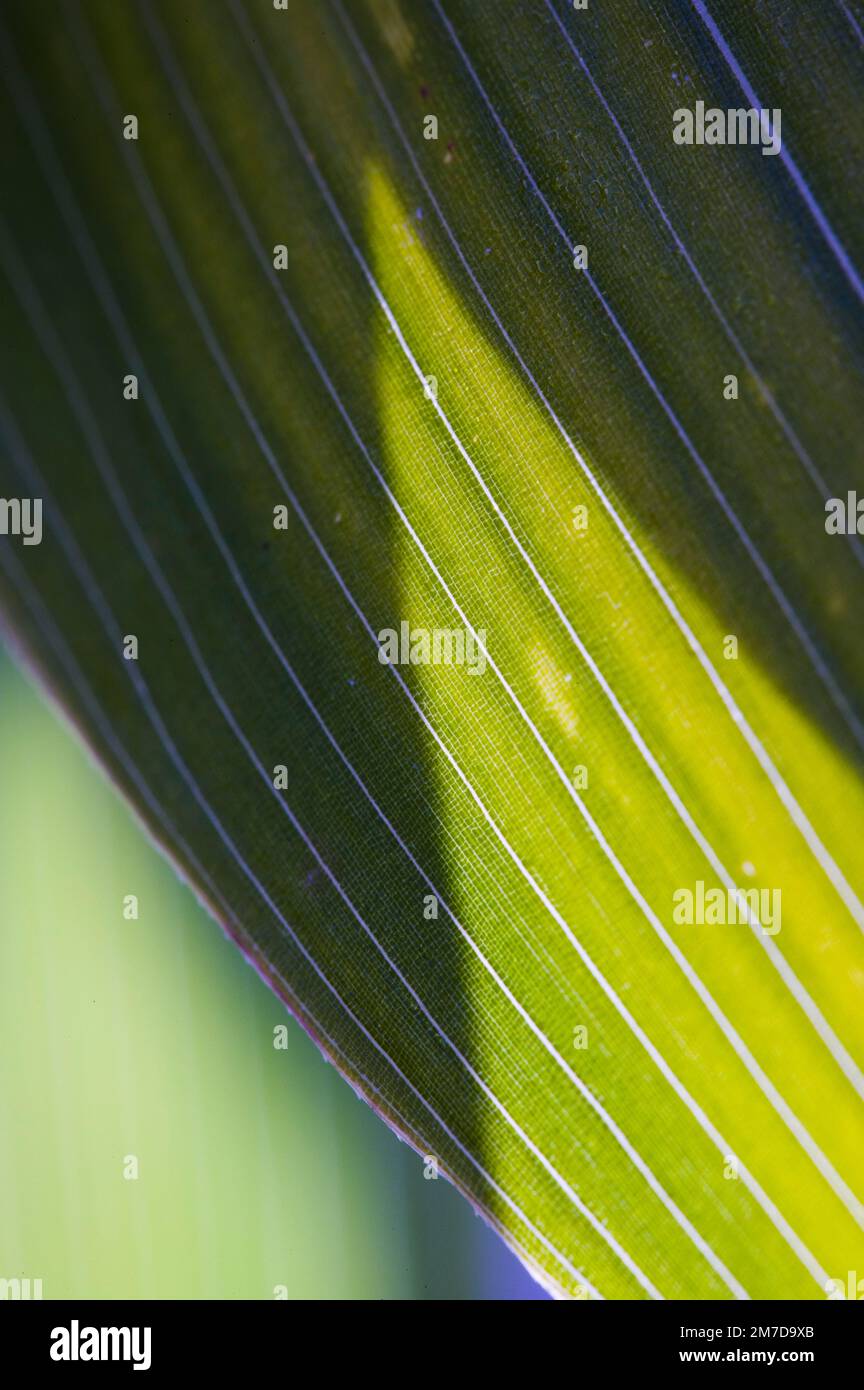 Detail of the leaf of a bamboo known as Pseudosasa japonica a broad leaved variety, Known as the 'Arrow Bamboo' because of the straight culms. Very broad and long glossy leaves which cause the tips of the culms to arch. Stock Photo