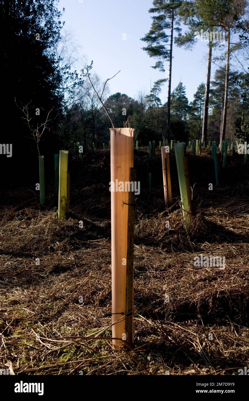 A forest clearing showing areas where new saplings have been planted