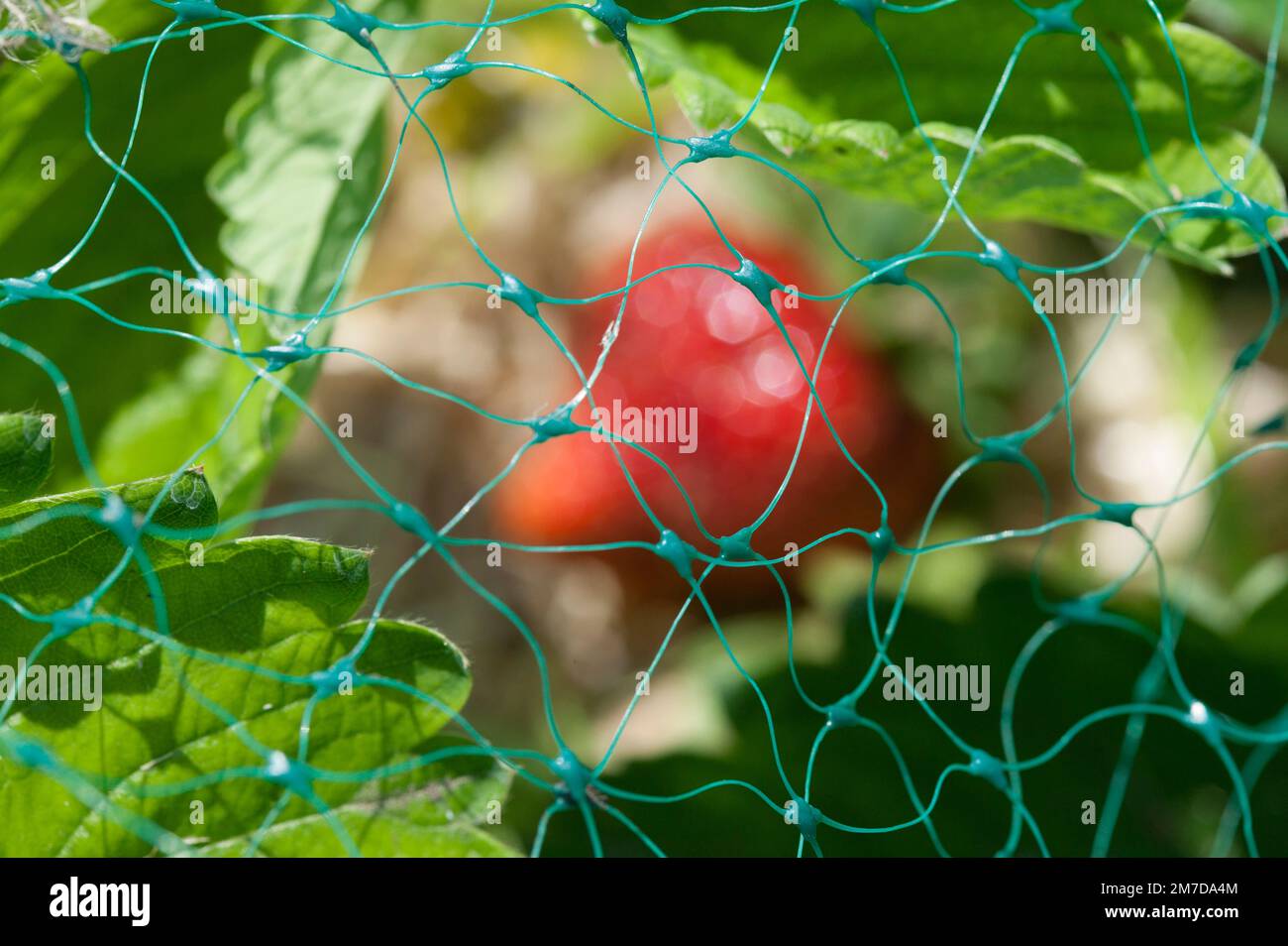 A strawberry plant showing one ripe strawberry laying on a bed of straw