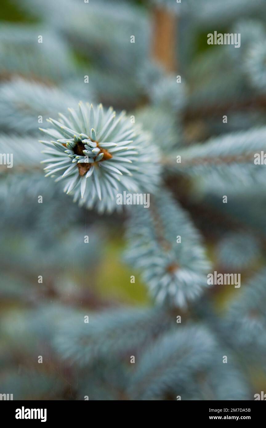 A detailed close up view of the spikey leaves of the Picea pungens 'Hoopsii'  a small, evergreen, coniferous tree of conical shape with blue-grey, needle-like foliage. Stock Photo