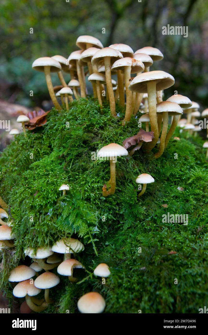 Tree Toad Stools A patch of toadstools or finghi growing on an old moss covered tree ...
