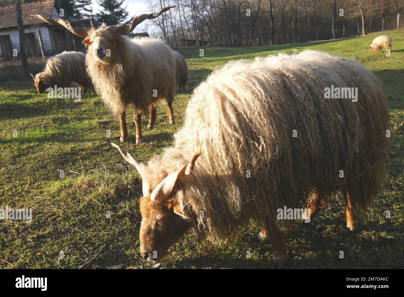 A flock of Hungarian Hortobagy Racka sheep with distinctive spiral horns in a field, Szigethalom, Hungary Stock Photo