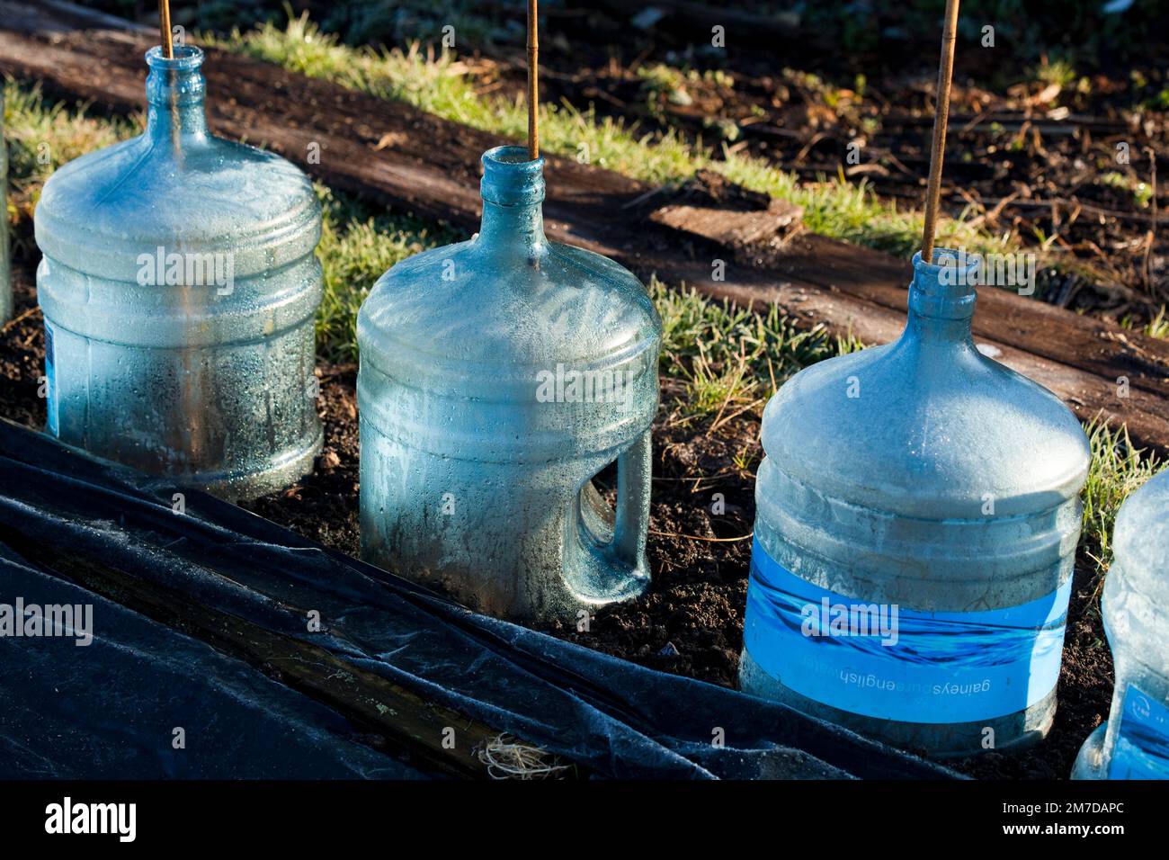 Old water bottles from a water fountain are being used on an allotment or garden to cover young