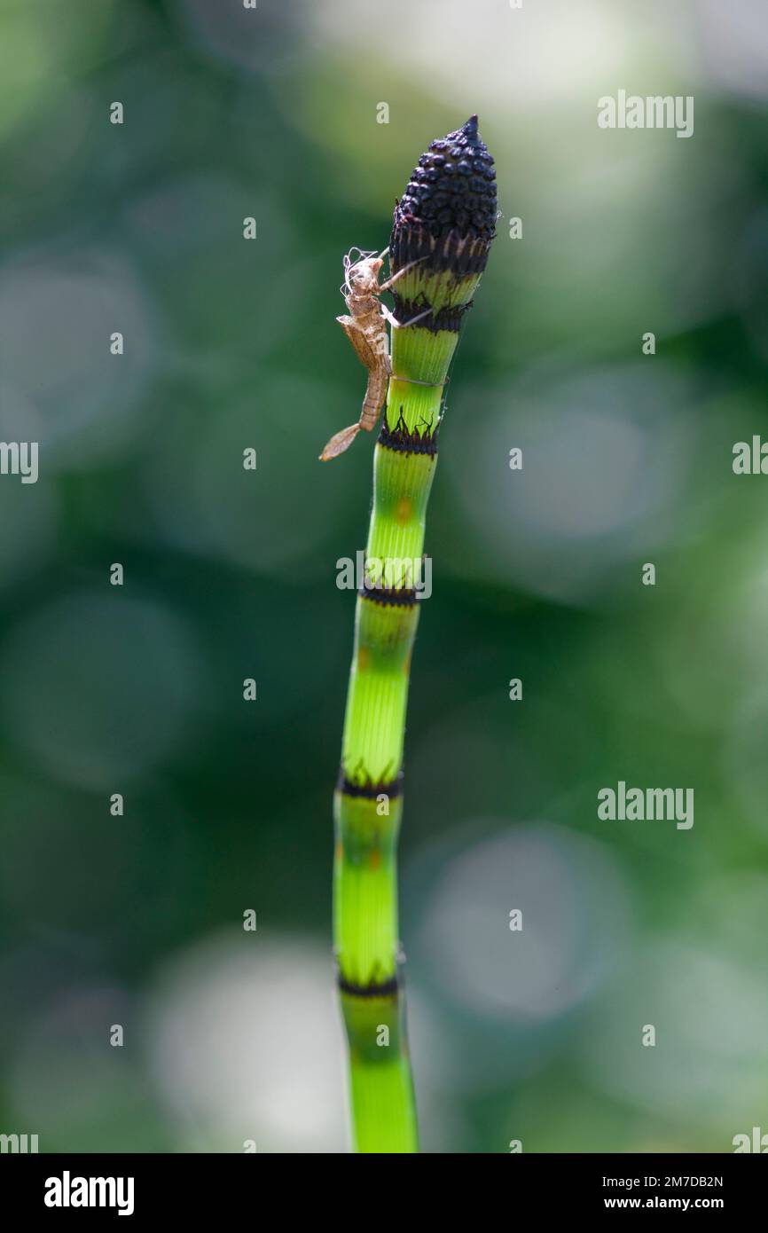 The exoskeleton of a may fly sits stuck to a horse or mares tail plant in a pond. The may fly sheds its outer skin and emerges inot the warmth of the sunshine leaving behind the form of its body in the outer skin or skeleton. Stock Photo