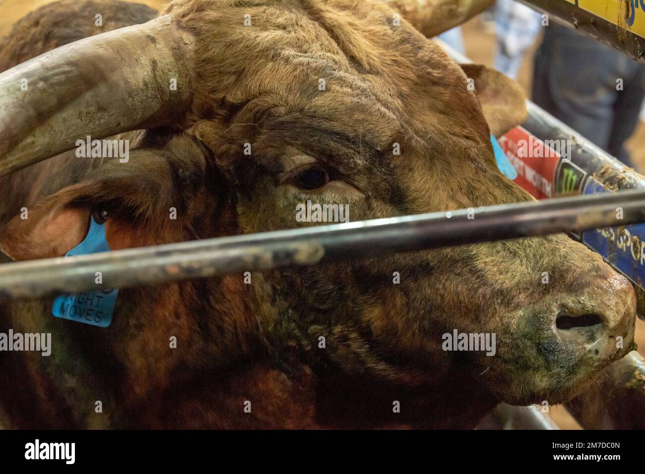 Bull riding chute hi-res stock photography and images - Alamy