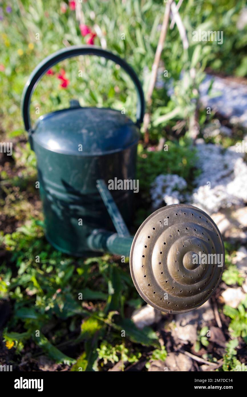 A large green watering can with traditional rosette head sits on an allotment in the Uk Stock
